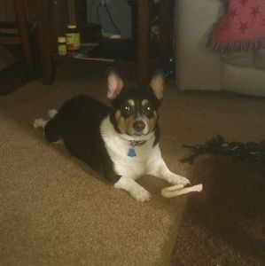 Meet your Posher, Dennis